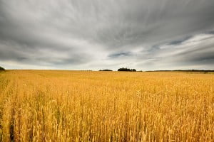 wheatfield